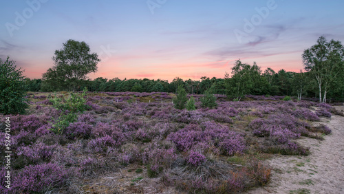Landscape with purple-flowering heather in the De Stulp nature reserve near the village of Lage Vuursche.