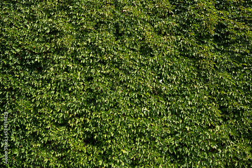 Fotografiet Virginia creeper (Parthenocissus quinquefolia)