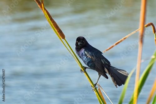 Boat-tailed grackle perched on cattail reed overlooking wetland waters photo