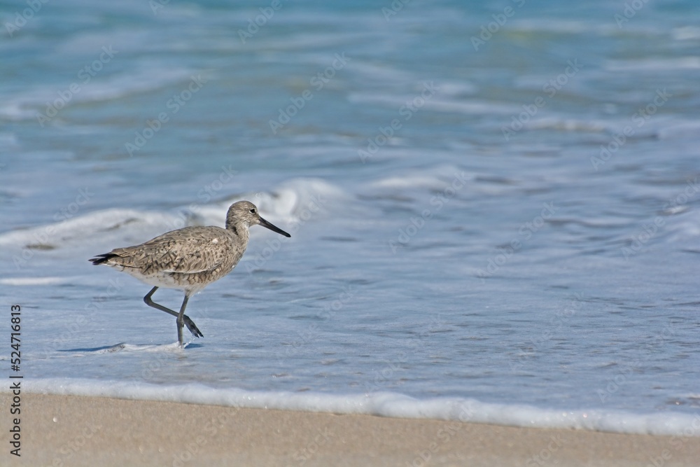 Willet shore bird stepping into receding surf foam on sandy ocean beach Willet shore bird stepping into receding surf foam on sandy ocean beach