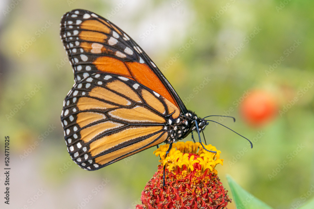 Fototapeta premium Closeup of monarch butterfly on orange flower in garden
