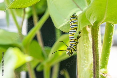 Monarch butterfly caterpillar crawling through garden © Melissa