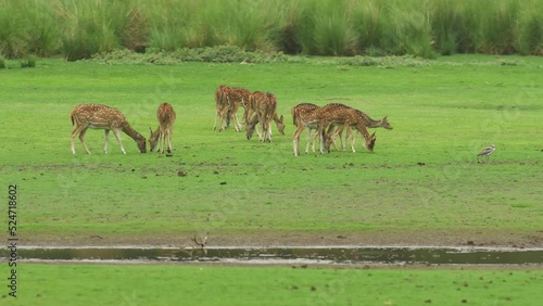 medium shot of wild Spotted deer or Chital cheetal family group or herd grazing green grass in natural scenic landscape background at ranthambore national park forest rajasthan India asia - axis axis
