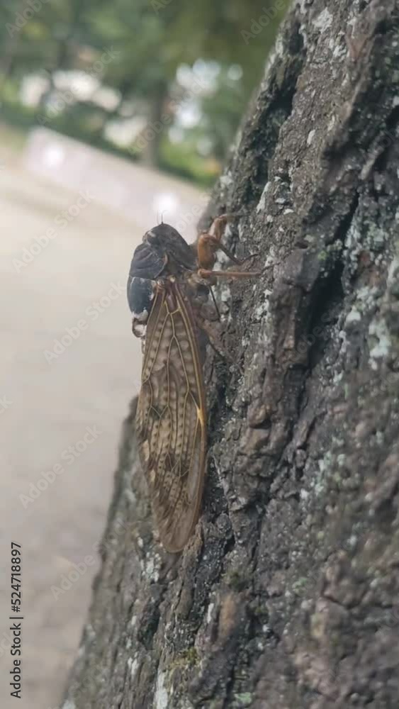 木を登るアブラゼミ