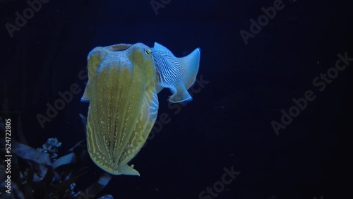 Close up of Cuttlefish floating still in water and moving in waves photo