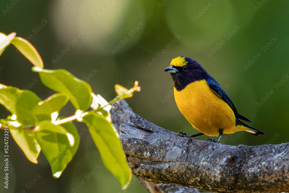 Yellow Bird. A Purple-throated Euphonia also known as Fim-fim perched on the branch. Species Euphonia chlorotica. Birdwatching. bird lover. Yellow Bird. A Purple-throated Euphonia also known as Fim-fim perched on the branch. Species Euphonia chlorotica. Birdwatching. bird lover.