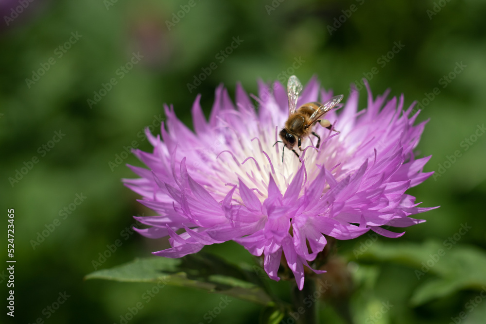 Purple with white cornflower flower with a bee close-up. Selective focus. Purple with white cornflower flower with a bee close-up. Selective focus.