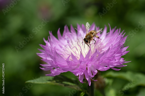 Purple with white cornflower flower with a bee close-up. Selective focus. © Nataliia