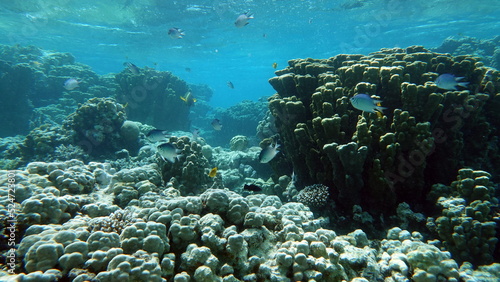 Beautiful coral reefs of the Red Sea.