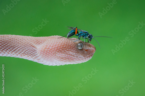 Emerald cockroach wasp Ampulex compressa on mangrove pit viper Trimeresurus purpureomaculatus  photo