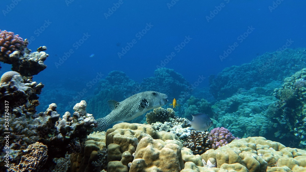 Obraz premium Beautiful fish on the reefs of the Red Sea.
