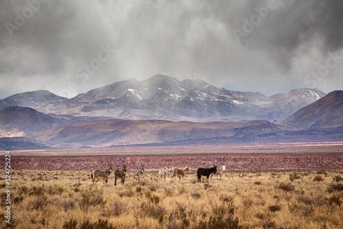 Feral donkeys in a mountain landscape on the barren high altitude plateau of the Altiplano in the north of Chile