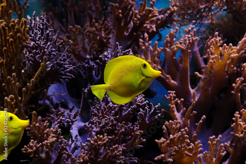 Obraz na plátně yellow tang fish in aquarium, sea water, purple corals