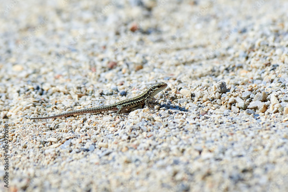 Young Common Wall Lizard (Podarcis muralis) Young Common Wall Lizard (Podarcis muralis)