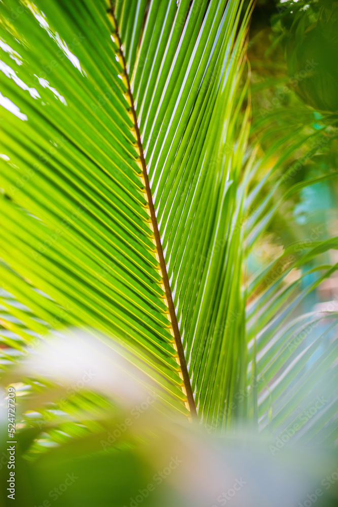 Fresh green palm tree leaves Fresh green palm tree leaves
