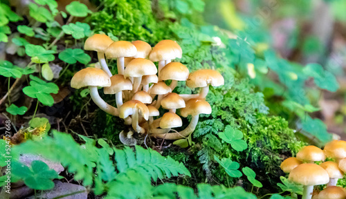Mushrooms in the wood, nature background