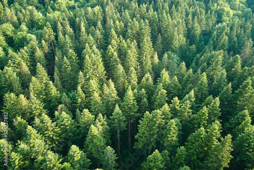 Aerial view of green pine forest with dark spruce trees. Nothern woodland scenery from above