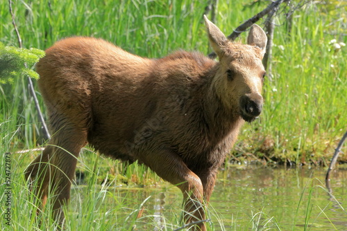 Moose baby walking in a swamp