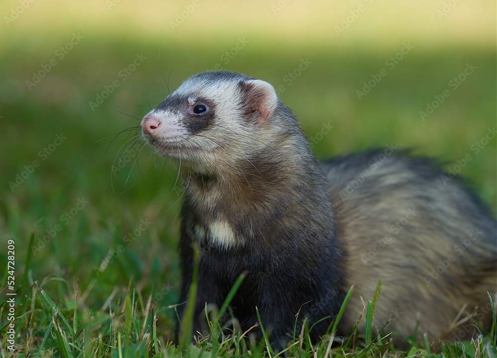 Closeup of the ferret in the park. Closeup of the ferret in the park.