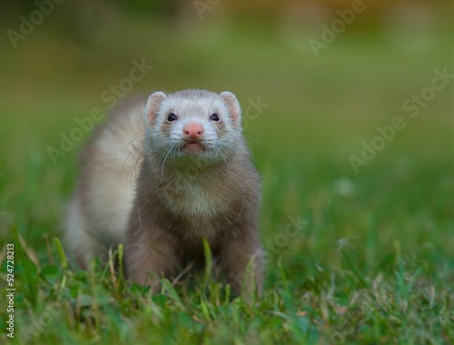  Cute ferret boy on the meadow.