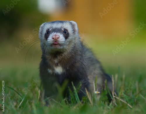 Black sable ferret on the grass. 