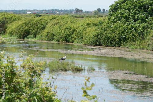 The stork standing by the water to hunt it's prey