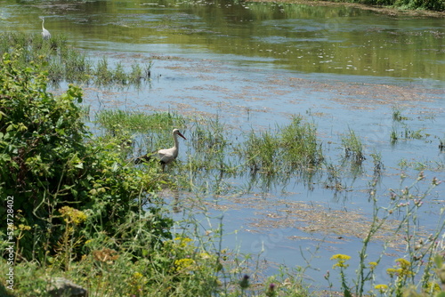 The stork standing by the water to hunt it's prey