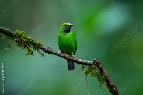 Golden Fronted LeafBird in the Wild © Paulson Joy
