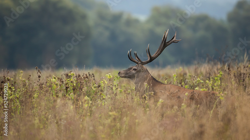 Red deer, cervus elaphus, peeking out of long grass in autumn nature. Stag walking in dense grassland in fall. Brown male mammal looking on dry field.