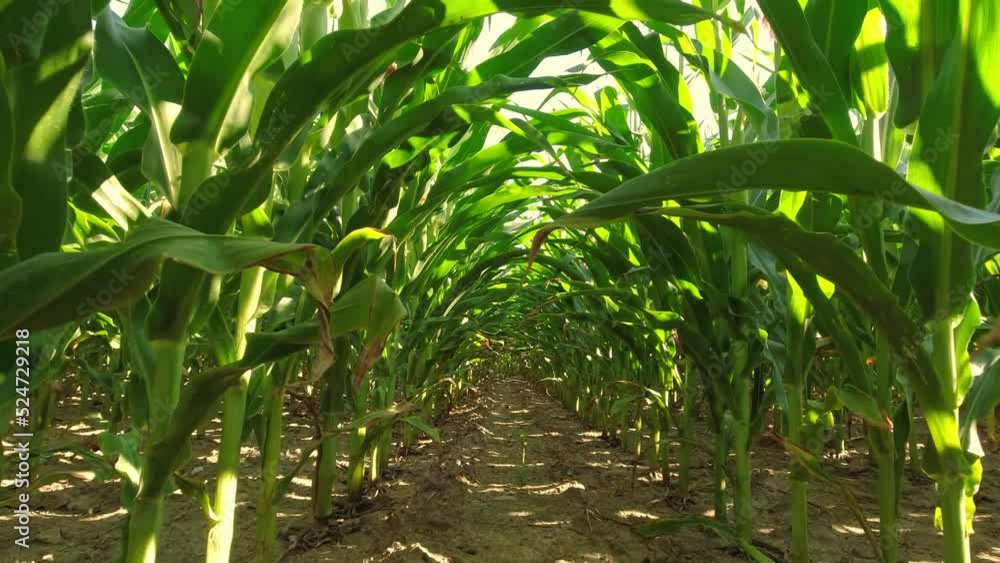 View from below at corn plants and blue sky. Slow motion movement of corn crops leaves on wind. Inside a cornfield view from the ground. Unique point of view, inspection of young seedling. View from below at corn plants and blue sky. Slow motion movement of corn crops leaves on wind. Inside a cornfield view from the ground. Unique point of view, inspection of young seedling.