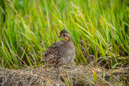 Bobwhite Quail 