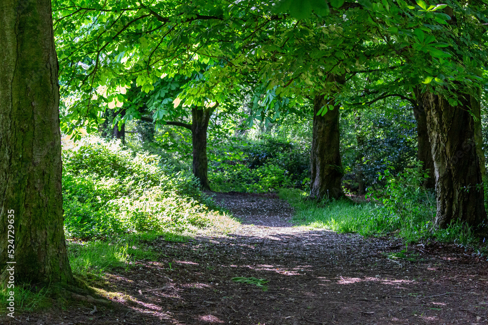 Fototapeta premium path in the forest