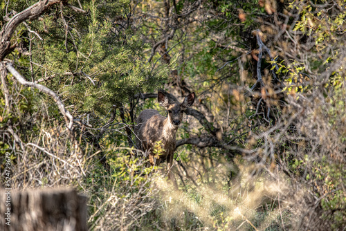 Deer hiding