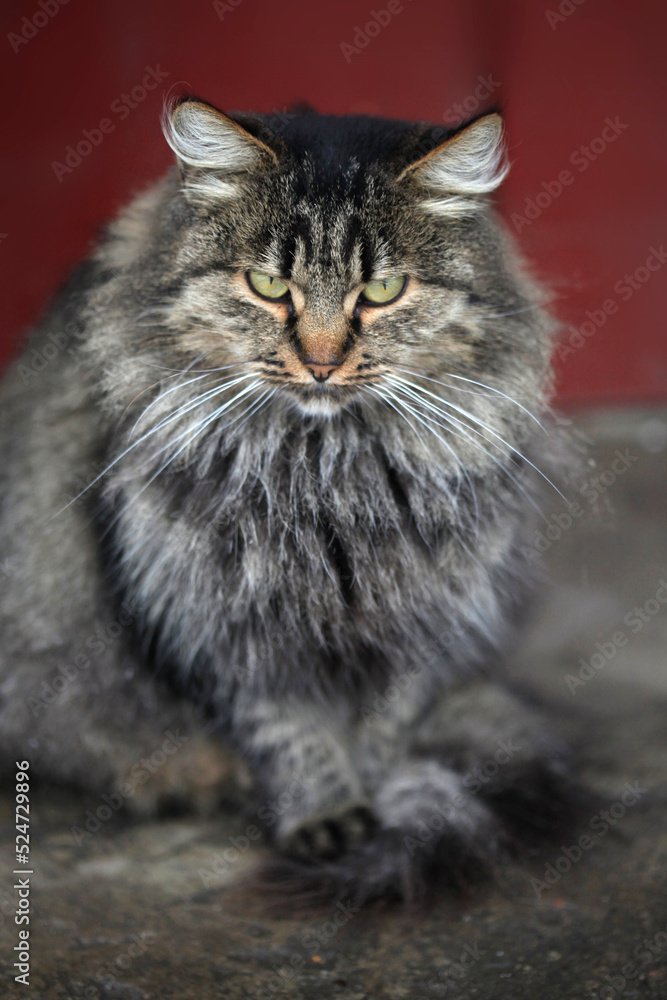 Portrait of cute grey cat Portrait of cute grey cat