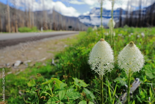 Bear grass beside a road with mountain background