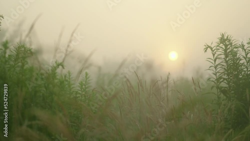 foggy morning field for advertising. High quality 4k footage