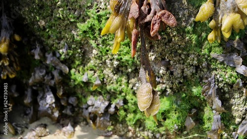 Spiral wrack seaweed growing on a rock, Fucus spiralis photo