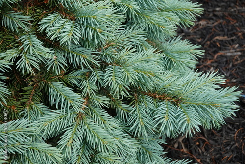 Sester s Dwarf has the classic Colorado blue spruce shape and color.