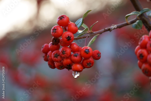 Water droplet hanging down on the fruits of scarlet firethorn    