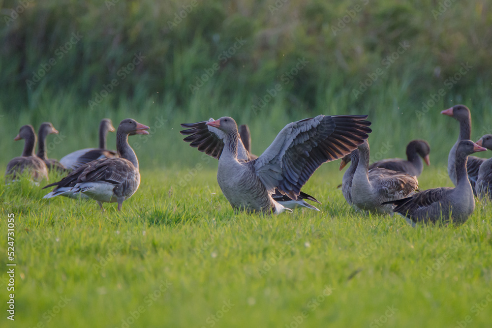 Graugänse versammeln sich im Abendlicht auf einer Wiese Graugänse versammeln sich im Abendlicht auf einer Wiese