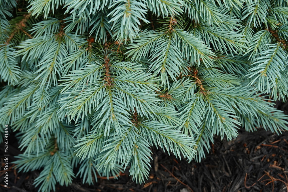 Sester's Dwarf Blue Spruce. Picea pungens Sester Dwarf. Stock Photo ...