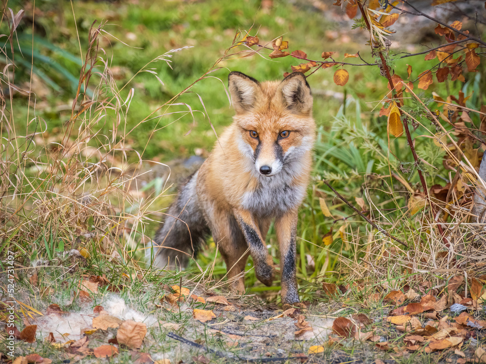 The red fox Vulpes vulpes walks along a path in the forest.