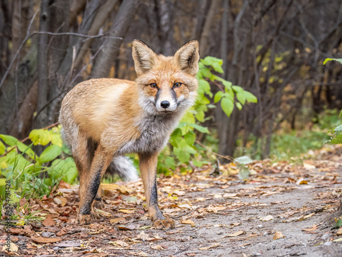 The red fox Vulpes vulpes walks along a path in the forest. © Dmitrii Potashkin