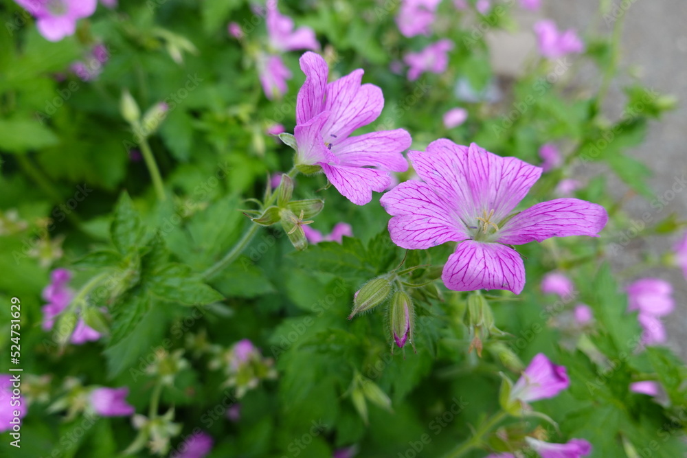 Geranium maculatum (Wild Geranium) is a pretty flowering plant native to eastern North America. Geranium maculatum (Wild Geranium) is a pretty flowering plant native to eastern North America.