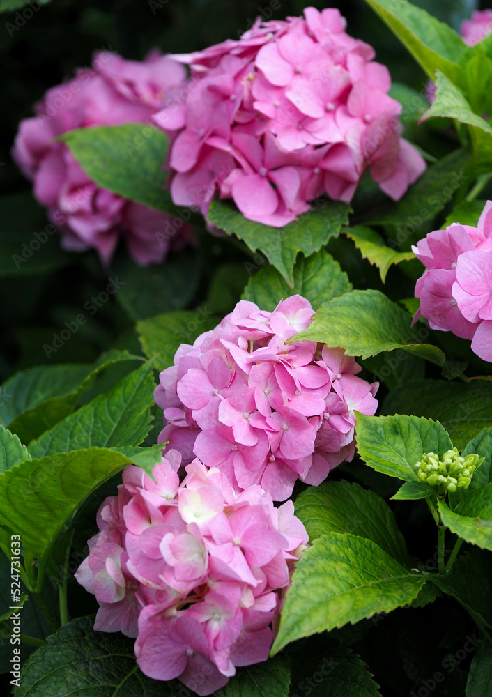 Hydrangea flowers and leaves in the second half of summer Hydrangea flowers and leaves in the second half of summer