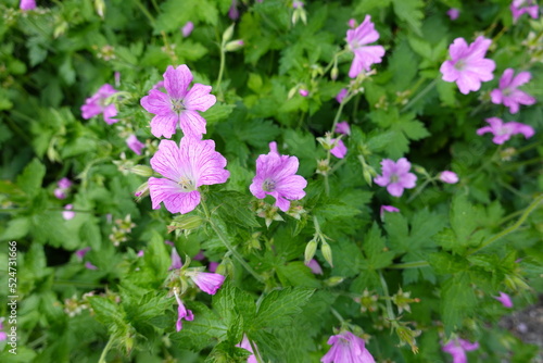 Wild Geranium, or Geranium maculatum, produces bright lavender flowers in the spring woodland.
