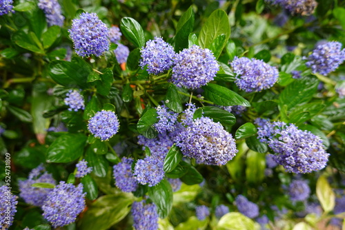 Blue blossom is an easy to grow broad leaf evergreen shrub in the buckthorn (Rhamnaceae) family.