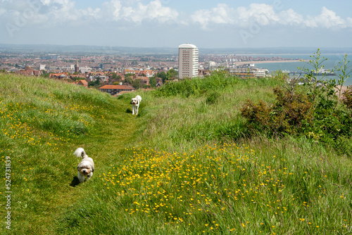 Wall Mural White dogs on a hiking trail near Eastbourne, England, United Kingdom