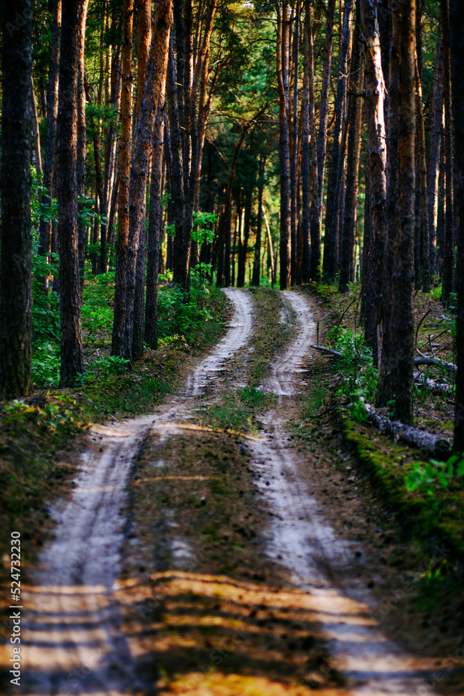 Road in the forest Road in the forest