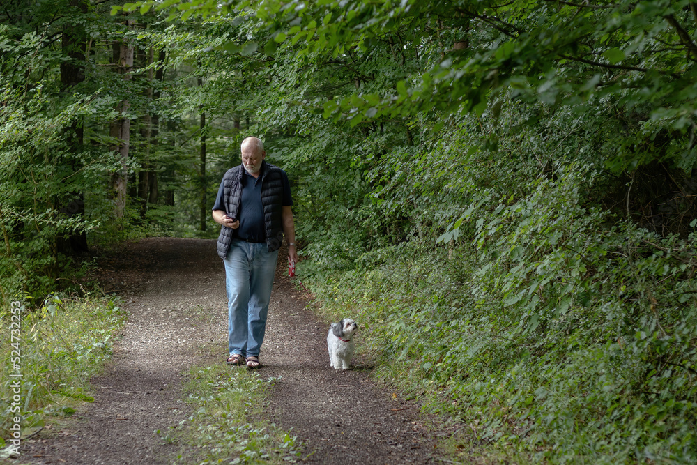 Fototapeta premium man is checking smartphone on a dog walk